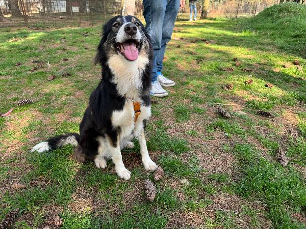 Mila - Splendida Border Collie da amare Foto 7